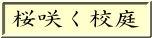 桜咲く校庭